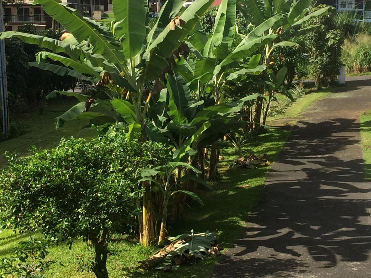 Hilo Bay Oceanfront Bed And Breakfast Exterior foto